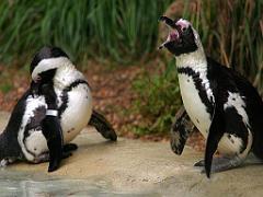 149 BIO PARC DE DOUE LA FONTAINE 6- 2016_000012